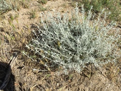 Tetradymia comosa