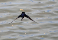 Hirundo rustica