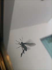 Horama plumipes