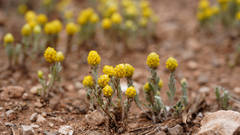 Angianthus tomentosus