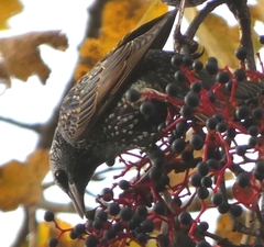 Sturnus vulgaris