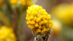 Angianthus tomentosus