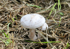 Tricholoma album