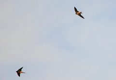 Hirundo rustica