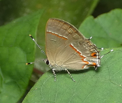 Electrostrymon endymion