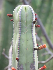 Lophocereus marginatus