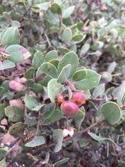 Arctostaphylos morroensis
