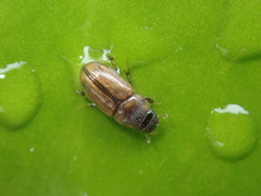 Labarrus lividus