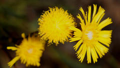 Podolepis rugata rugata