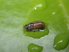 Labarrus lividus