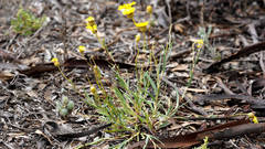 Podolepis rugata rugata