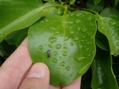 Labarrus lividus