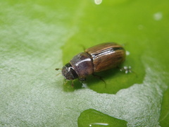 Labarrus lividus