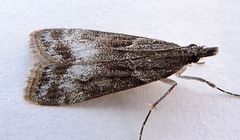 Eudonia torniplagalis