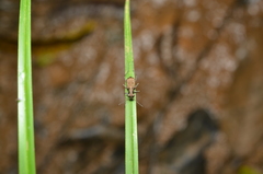 Cicindelina
