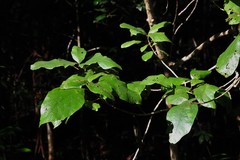 Gmelina leichhardtii