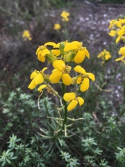 Erysimum suffrutescens