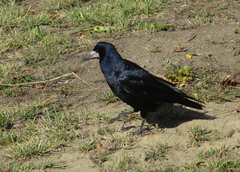 Corvus frugilegus