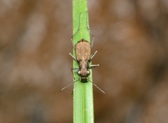 Cicindelina