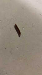 Trigoniulus corallinus