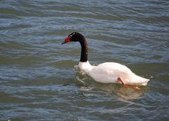 Cygnus melancoryphus