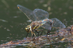 Rhionaeschna absoluta