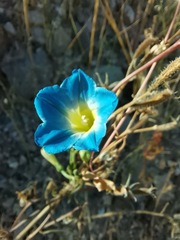 Ipomoea cardiophylla