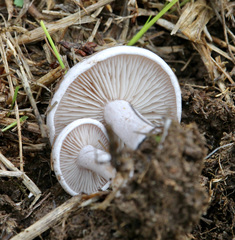 Tricholoma album