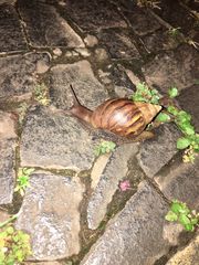 Lissachatina fulica