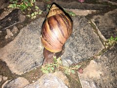 Lissachatina fulica