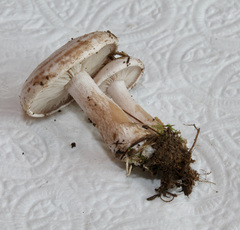 Tricholoma album