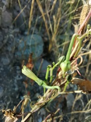 Ipomoea cardiophylla