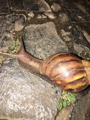 Lissachatina fulica
