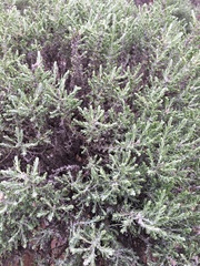 Ericameria ericoides