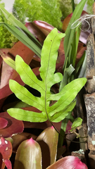 Phlebodium aureum