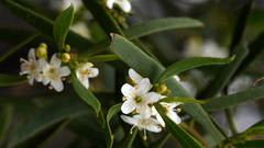 Myoporum platycarpum platycarpum