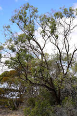 Myoporum platycarpum platycarpum