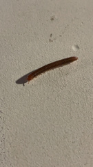 Trigoniulus corallinus