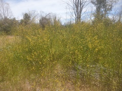 Anthocercis littorea