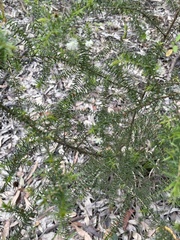 Acacia ulicifolia