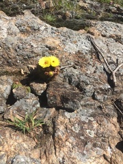 Parodia ottonis