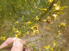 Anthocercis littorea