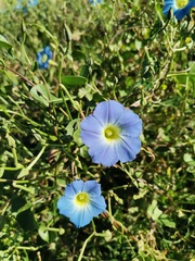 Ipomoea cardiophylla