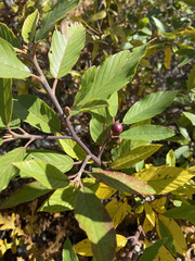 Frangula betulifolia