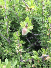 Prunus fasciculata