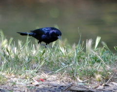 Molothrus bonariensis