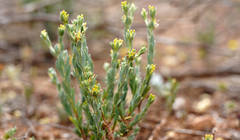 Pimelea micrantha