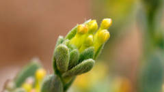 Pimelea micrantha