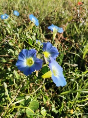 Ipomoea cardiophylla