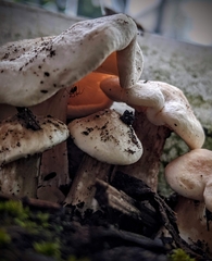 Melanoleuca verrucipes